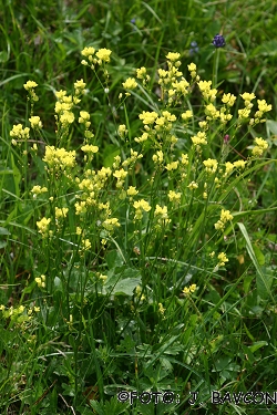 Biscutella laevigata L.