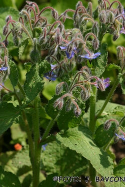 Borago officinalis