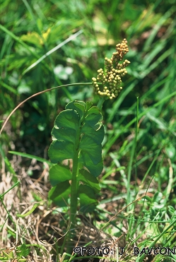 Botrychium lunaria