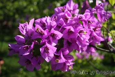 Bougainvillea glabra