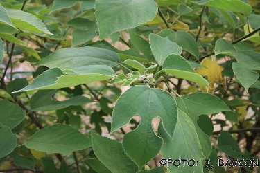 Broussonetia papyrifera