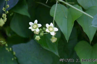 Bryonia dioica