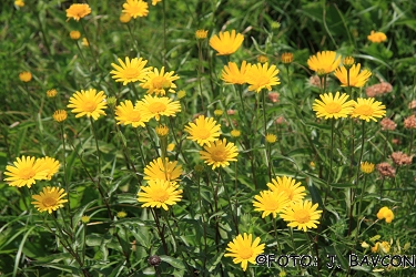 Buphthalmum salicifolium