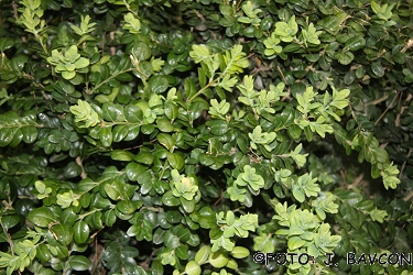 Buxus sempervirens