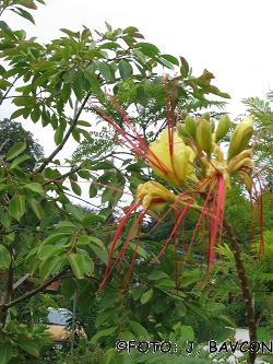 Caesalpinia gilliesii