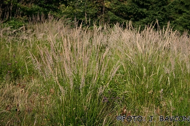 Calamagrostis epigeios