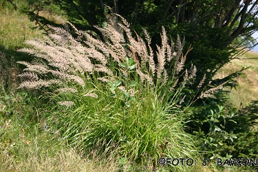 Calamagrostis varia