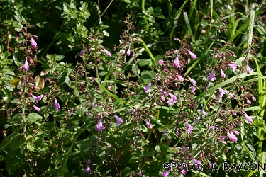 Calamintha grandiflora