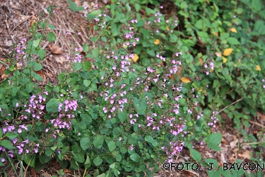 Calamintha nepeta