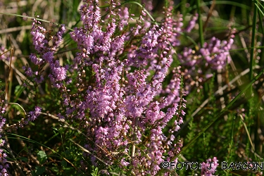 Calluna vulgaris