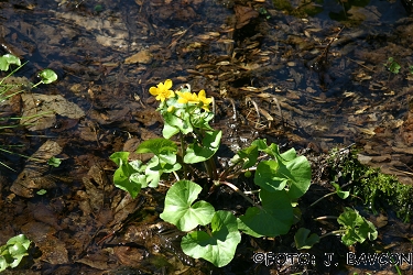 Caltha palustris