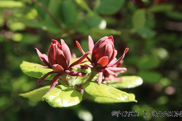 Calycanthus floridus