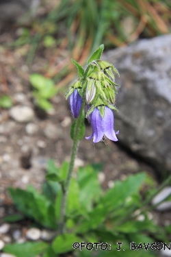 Campanula barbata