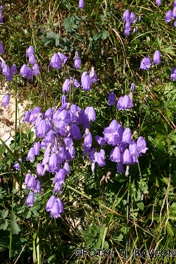 Campanula cochlearifolia