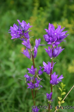 Campanula glomerata