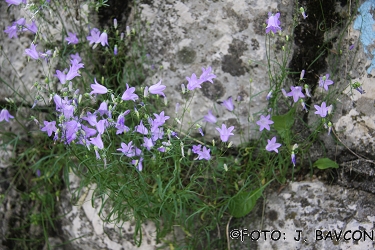 Campanula justiniana