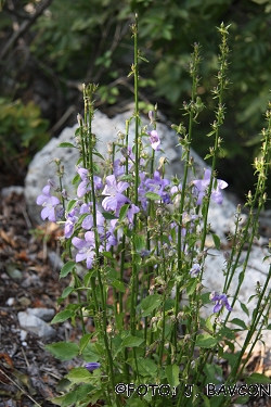 Campanula pyramidalis