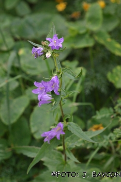 Campanula rapunculoides