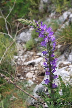 Campanula spicata