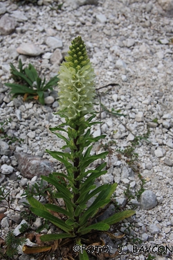 Campanula thyrsoides