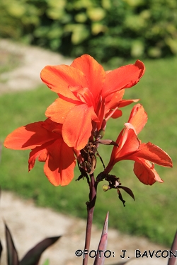 Canna generalis agg.