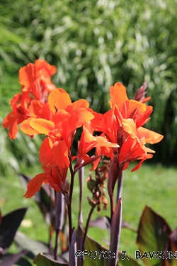 Canna indica