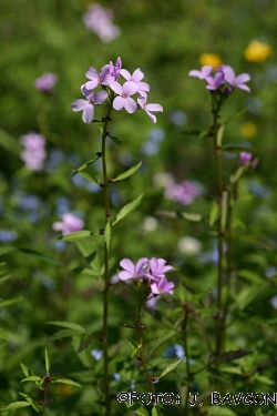 Cardamine bulbifera