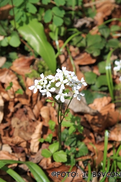 Cardamine trifolia