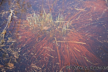 Carex elata