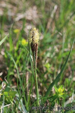 Carex flacca