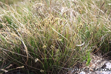 Carex montana