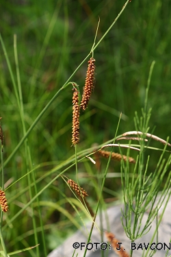 Carex nigra