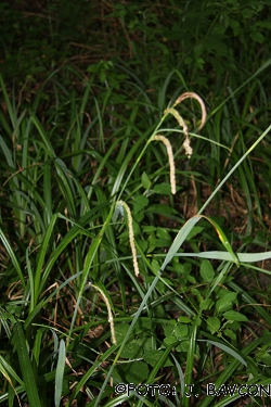 Carex pendula