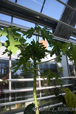 Carica papaya