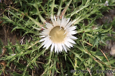 Carlina acaulis subsp. acaulis