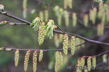 Carpinus betulus