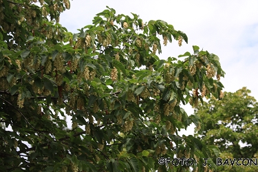 Carpinus orientalis