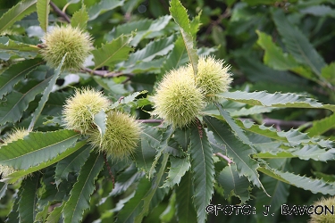 Castanea sativa