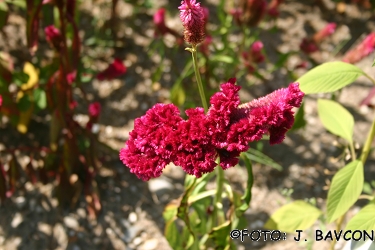 Celosia argentea var. cristata