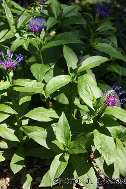 Centaurea alpina