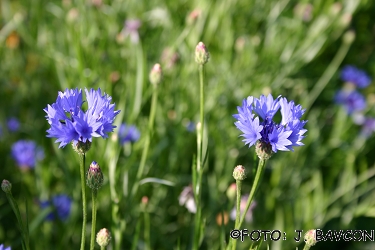 Centaurea cyanus