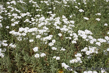 Cerastium grandiflorum