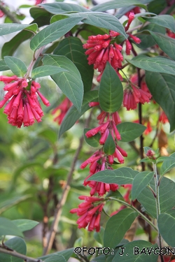 Cestrum elegans