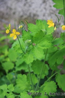 Chelidonium majus