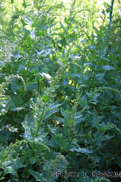 Chenopodium bonus-henricus