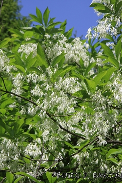 Chionanthus virginicus