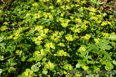 Chrysosplenium alternifolium