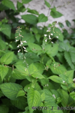 Circaea lutetiana