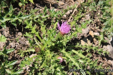 Cirsium acaule