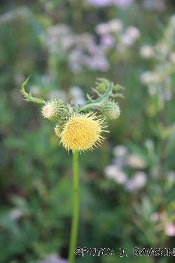 Cirsium erisithales